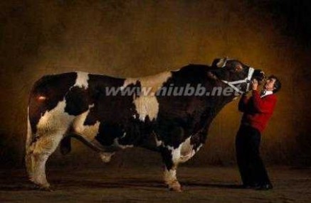 世界上肌肉最发达的人 世界上肌肉最发达的牛 堪称牛中施瓦辛格
