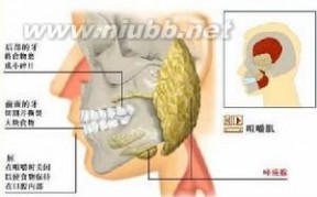 唾液腺：唾液腺-唾液腺，唾液腺-口腔涎腺有哪些_腺