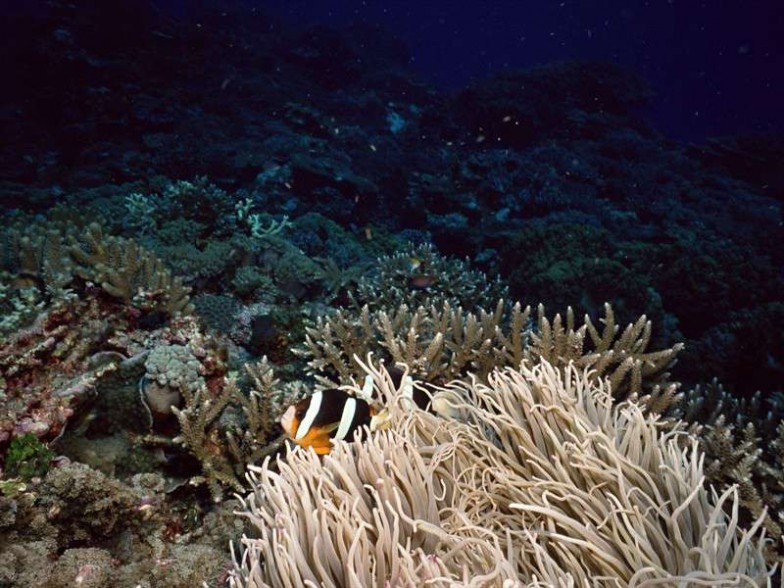 石斑鱼图片 美丽石斑鱼海底世界海洋生物图片