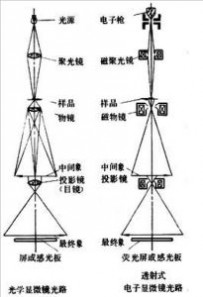 电子显微镜：电子显微镜-基本简介，电子显微镜-技术介绍_显微镜图片