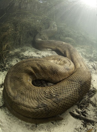 水蟒 男子冒死接触8米巨型水蟒 水下与巨蟒亲密接触令人震惊（图）