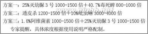 沾化冬枣 沾化冬枣管理实用技术