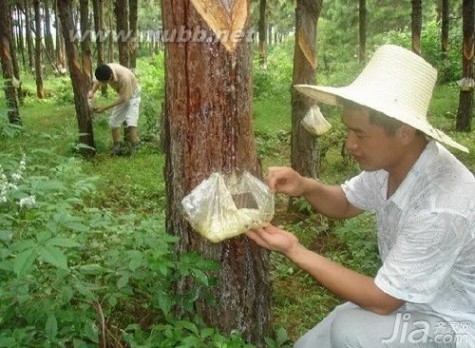 松香报价 松香是什么 松香的作用有哪些