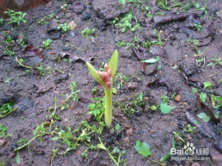 彼岸花的种植 如何种植彼岸花