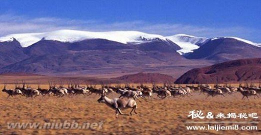 藏羚羊迁徙之谜图片故事_藏羚羊迁徙之谜
