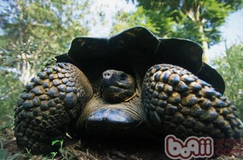 加拉巴哥象龟 关于加拉巴哥象龟的介绍