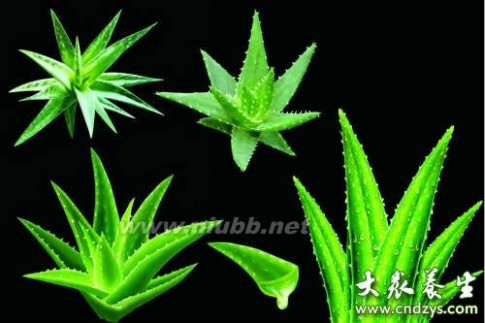 蚊虫叮咬红肿用什么药 蚊虫叮咬红肿用什么药