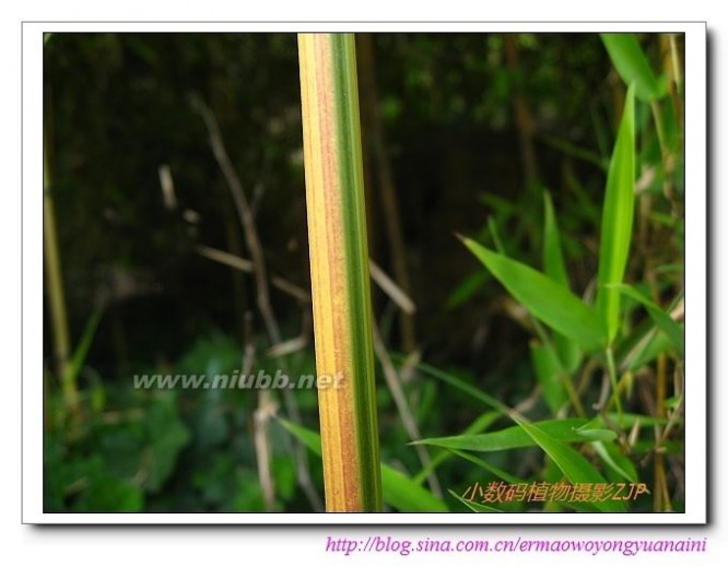 金镶玉竹——小数码植物摄影（434)