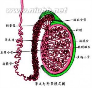 附睾 附睾:附睾-简要介绍,附睾-结构解剖