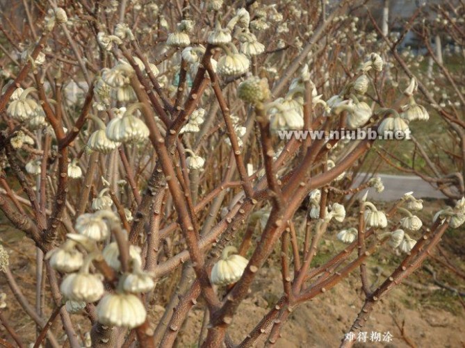 结香花 结香花