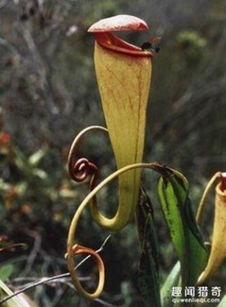稀奇古怪的植物 世界上10种最奇特的植物