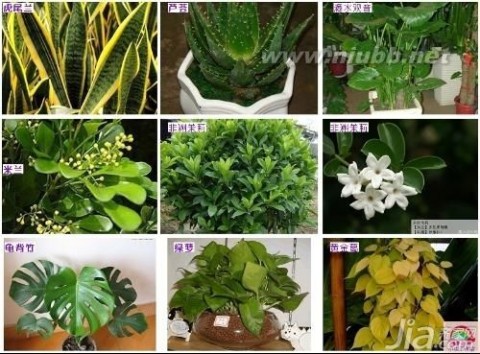 净化空气 净化空气的室内植物