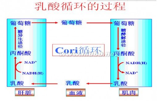 乳酸 乳酸在人体中的去路