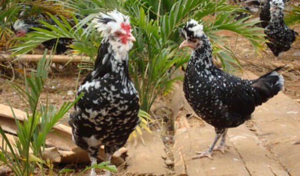 养殖业什么鸡最赚钱 养殖什么鸡最赚钱 养什么鸡利润最高
