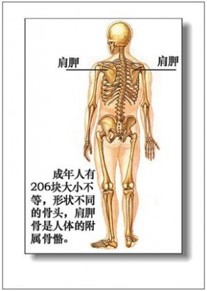 人体器官 人体器官分部彩图(大全)