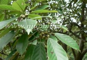 青冈栎 青冈栎：青冈栎-植物简介，青冈栎-产地分布