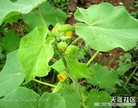 老鸹筋 野草野菜图片识别