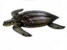 棱皮龟：棱皮龟-概述，棱皮龟-形态特征_棱皮龟