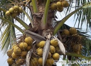  椰子的营养价值