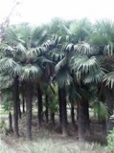 琼棕属 棕榈,棕榈的功效与作用_中药棕榈_棕榈是什么_棕榈的用法用量