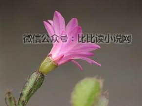 花之舞 落花之舞简介