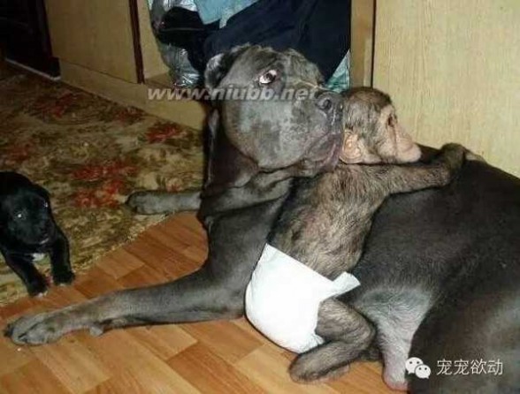 斗牛獒犬 当黑猩猩宝宝遇到斗牛獒犬，奇迹发生了！