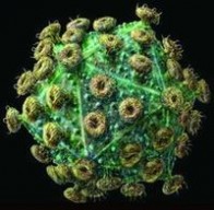 人类免疫缺陷病毒：人类免疫缺陷病毒-病毒来源，人类免疫缺陷病毒-形态特征_hiv病毒
