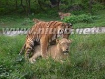 虎狮兽 虎狮兽：虎狮兽-繁殖方式，虎狮兽-饲养记录