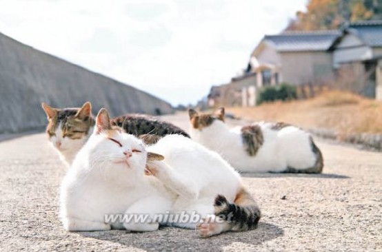 多猫 日本旅游攻略：天下无不冧之猫奴