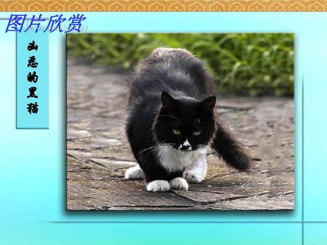 《猫》 《猫》课件