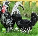 贵妃鸡：贵妃鸡-概述，贵妃鸡- 形态特征_贵妃鸡