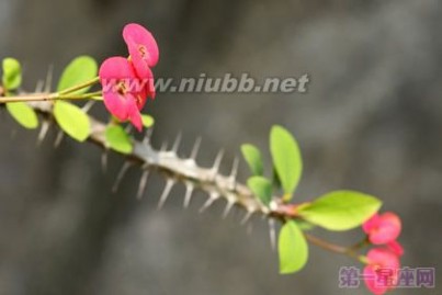 虎刺梅 各种花的花语：虎刺梅的花语是什么？