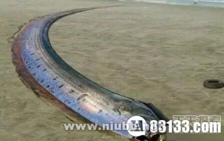 千年前海蛇记录曝光 巨型皇带鱼？