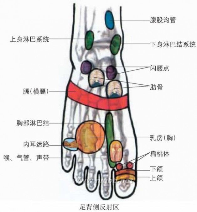 [转载]人体穴位图