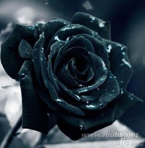黑玫瑰图片 黑玫瑰图片欣赏 黑玫瑰花语大全