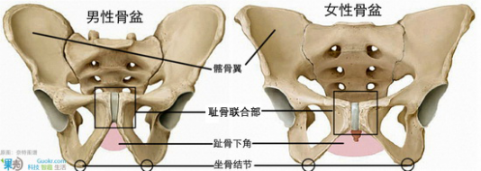 识骨寻踪 识骨寻踪速成班：性别篇