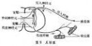 反射：反射-定义，反射-动物反射_反射