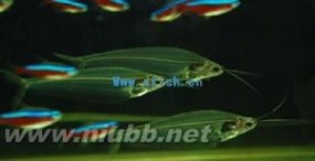 玻璃猫鱼：玻璃猫鱼-基本资料，玻璃猫鱼-外形特征_幽灵鱼