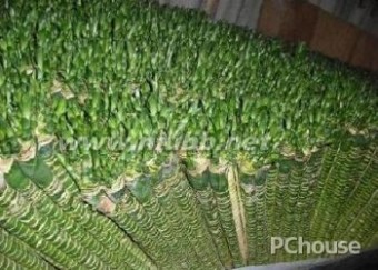 荷花 【荷花竹】荷花竹的养殖方法，荷花竹在家居中的作用
