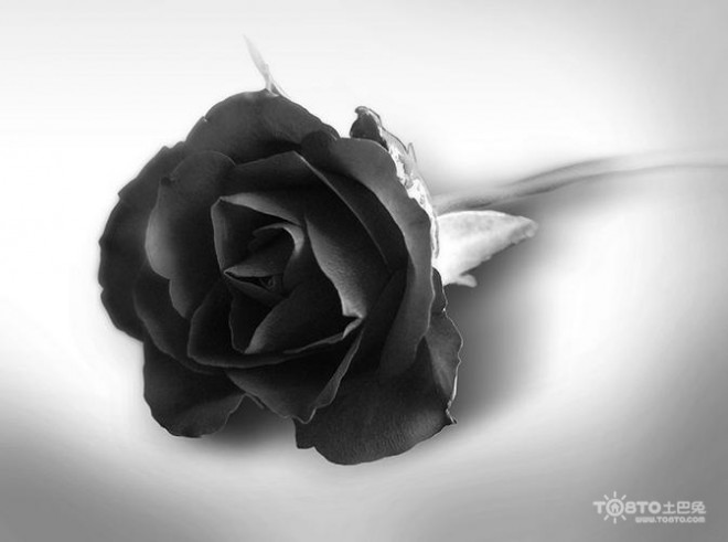 黑玫瑰花语 黑玫瑰图片大全 黑玫瑰花语