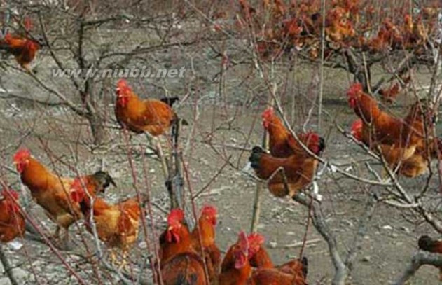 树林中散养鸡要注意哪些问题_树林养鸡
