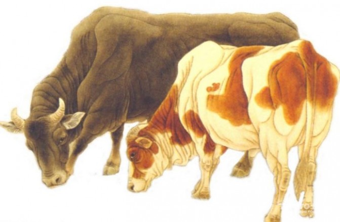 属牛的今年多大 2015属牛的今年多大?运势值得看!