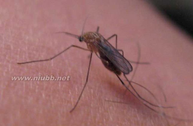 蚊子的危害及防治措施_蚊子的危害