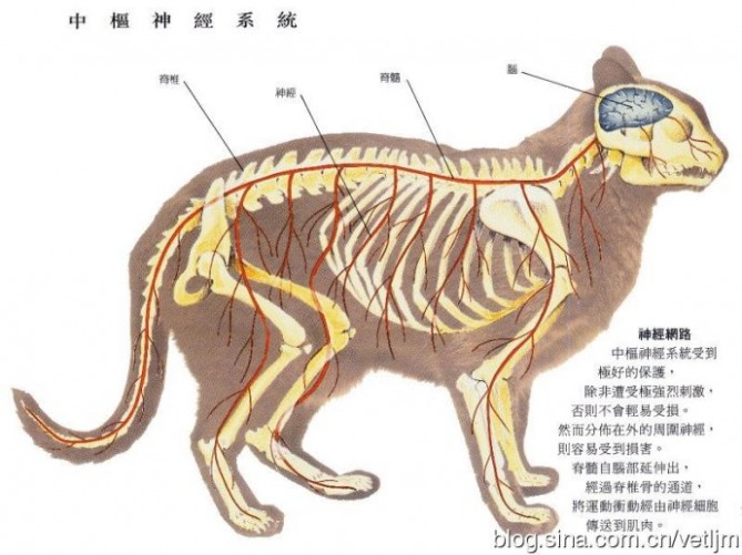 猫的解剖结构和生理习性
