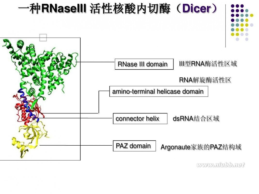 rna干扰 RNA干扰技术原理及应用