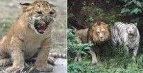杂交动物 杂交动物：杂交动物-骡子，杂交动物-狮虎兽