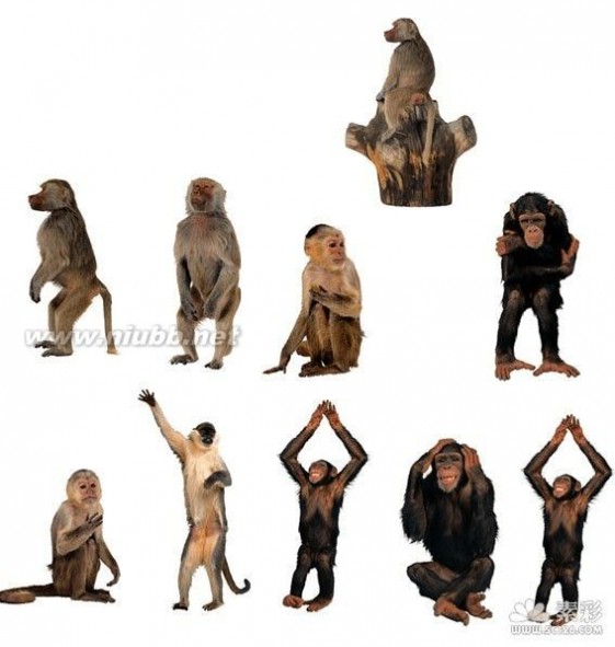 猴子图片 各种各样猴子造型图片
