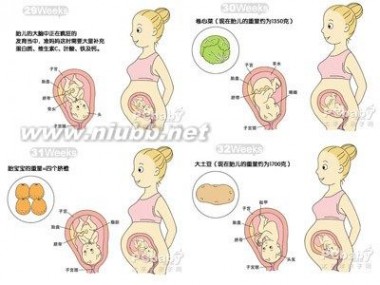 8个月的胎儿 8个月胎儿发育标准-怀孕8个月胎儿发育过程图
