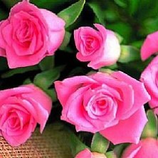 11朵粉色玫瑰花语 11朵粉色玫瑰花语一生一世只爱唯一的你