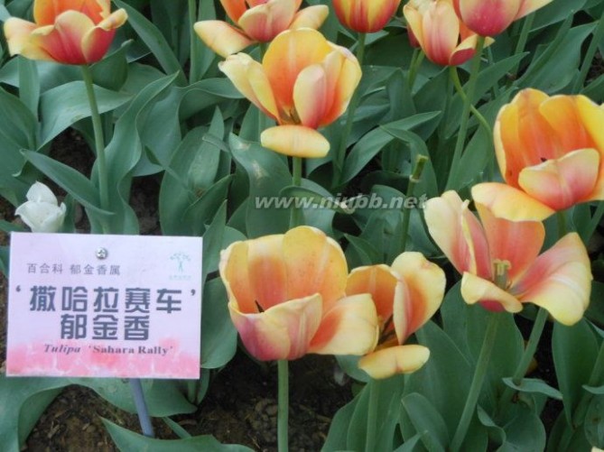 观赏北京植物园郁金香花展有感